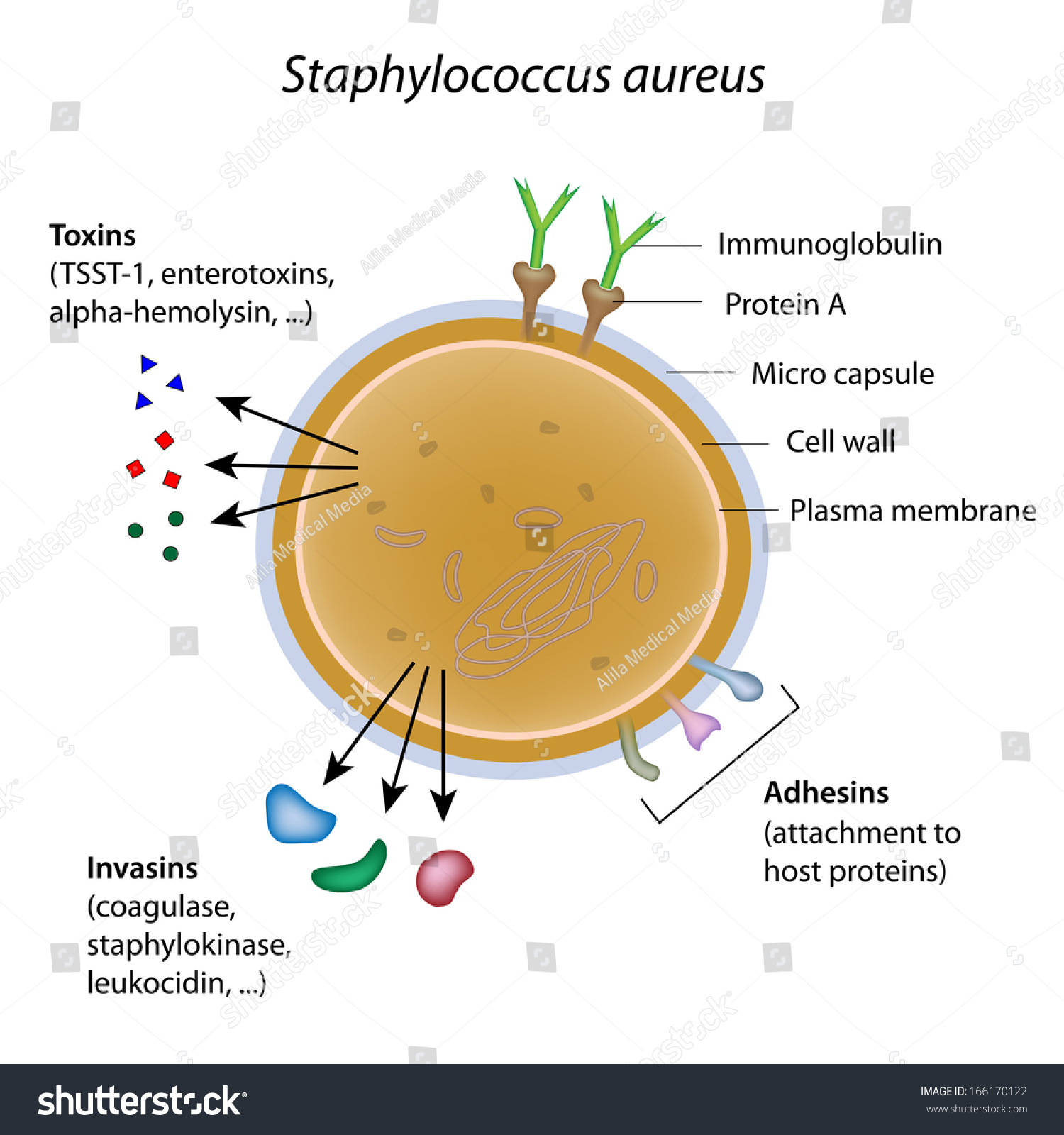 Meticilline-resistente Staphylococcus aureus - Wikipedia