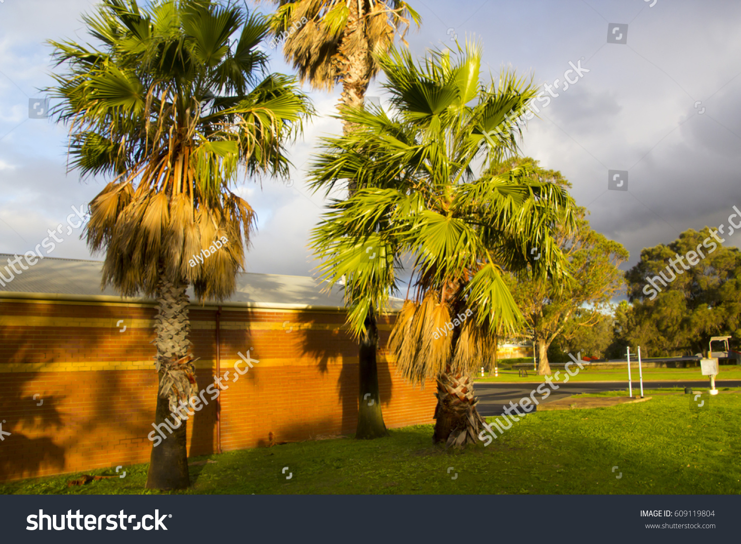 Stately Washingtonia Filifera Desert Fan Palm Stock Photo Edit Now