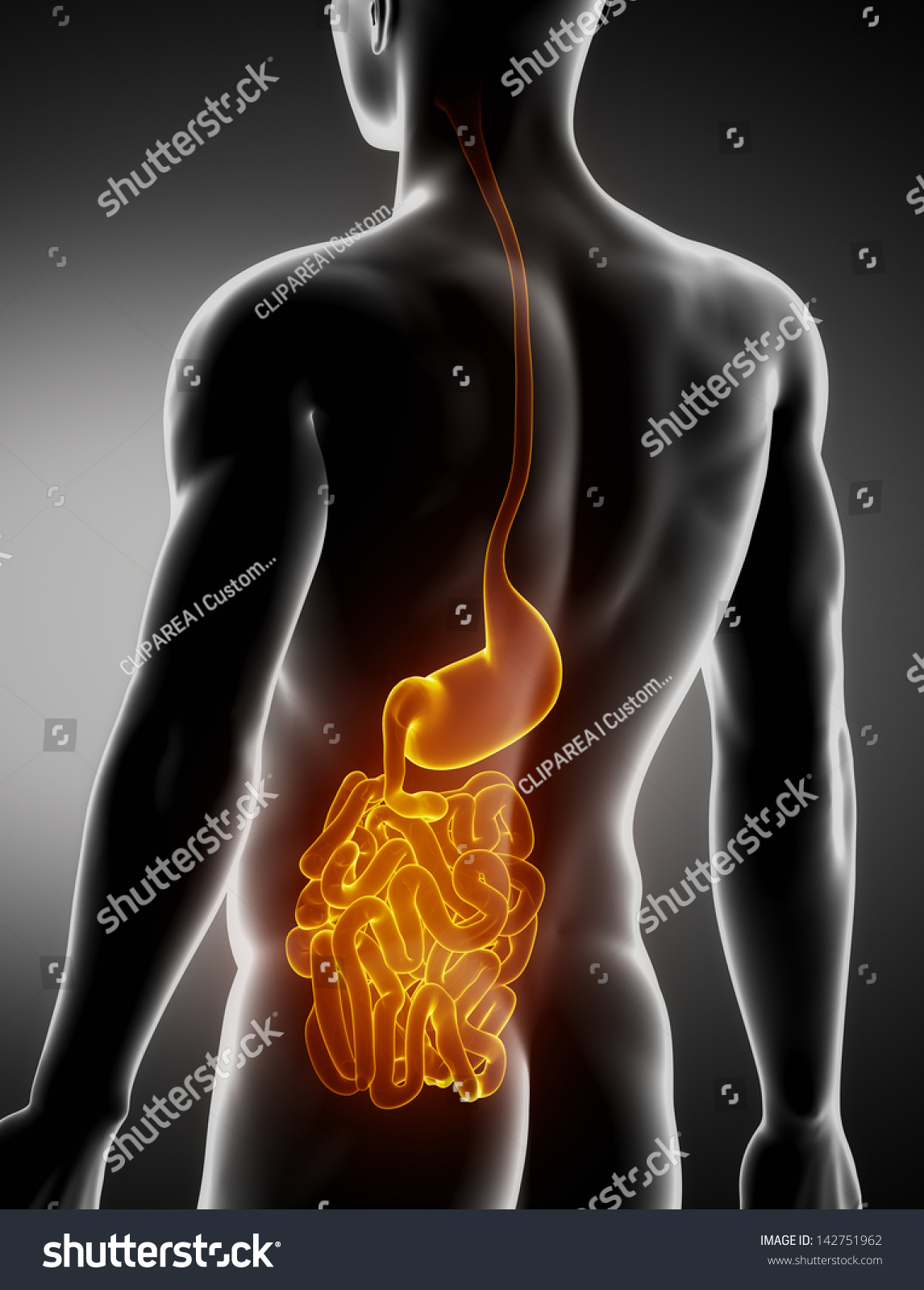 Stomach Intestine Male Anatomy Posterior Xray ภาพประกอบสตอก 142751962