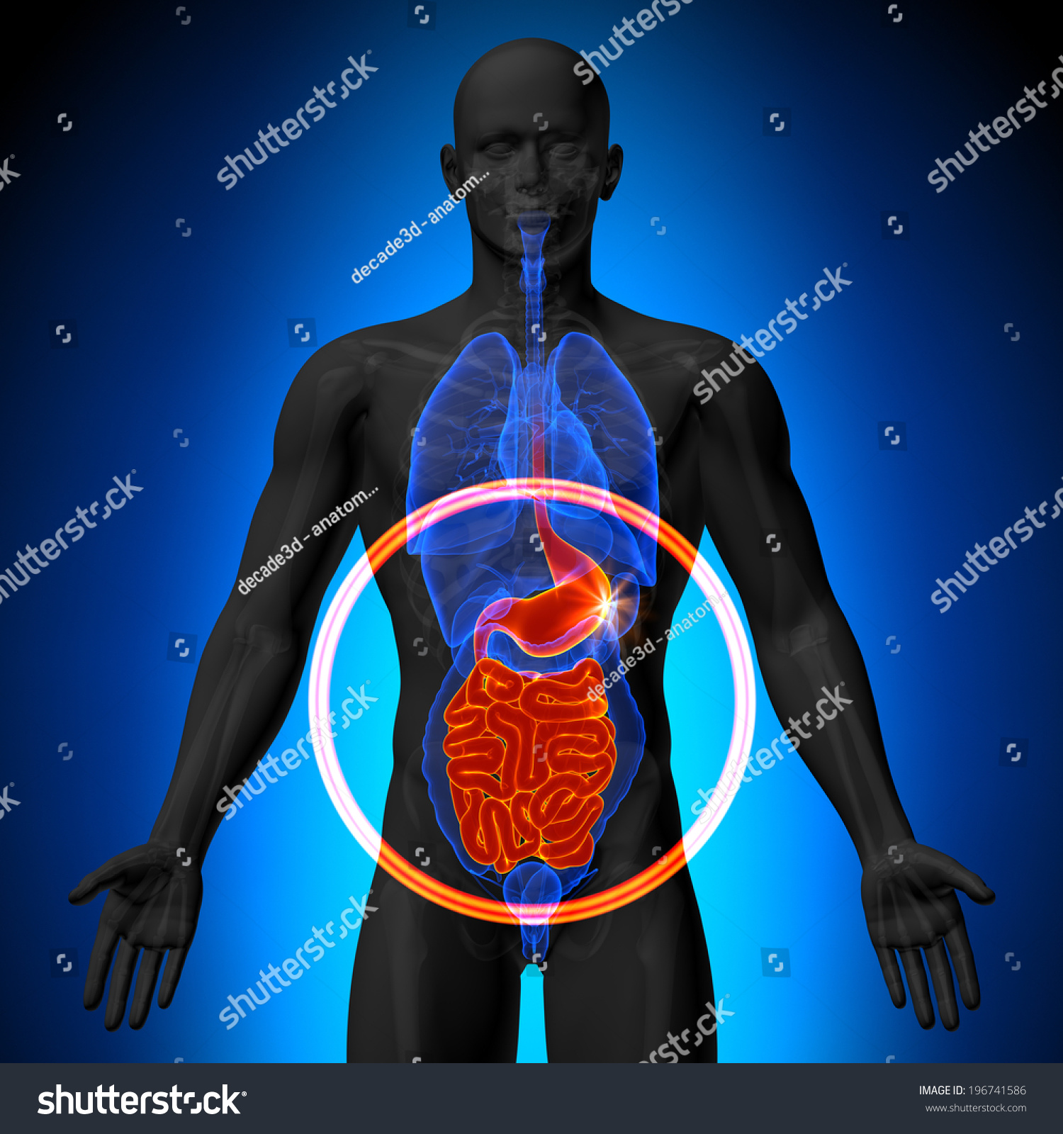 Stomach Guts Small Intestine Male Anatomyのイラスト素材 196741586 Shutterstock