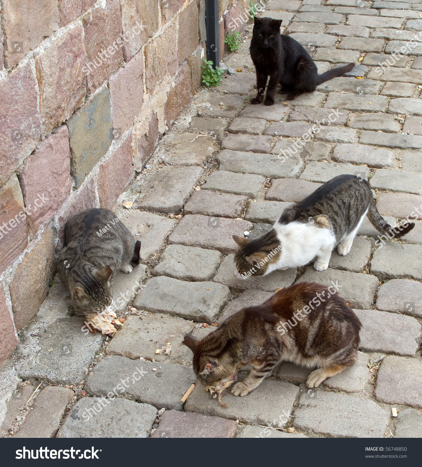 Stray Cats Eating Scraps Chicken On Stock Photo 56748850 Shutterstock
