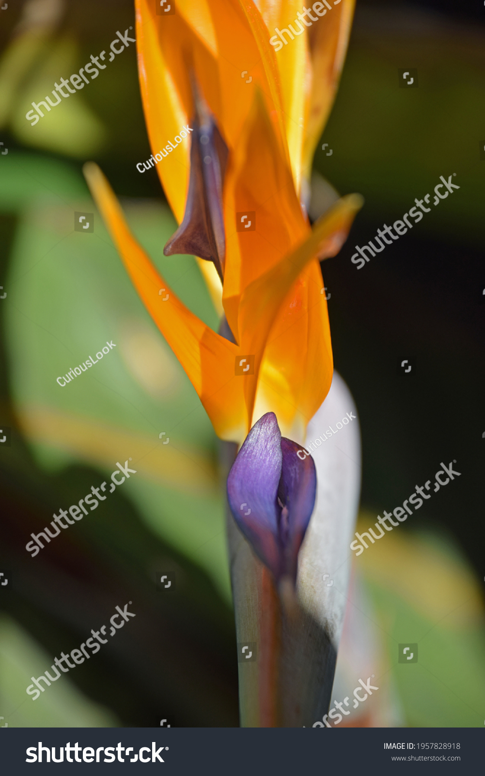 Strelitzia Reginae Flower Known Bird Paradise Stock Photo 1957828918