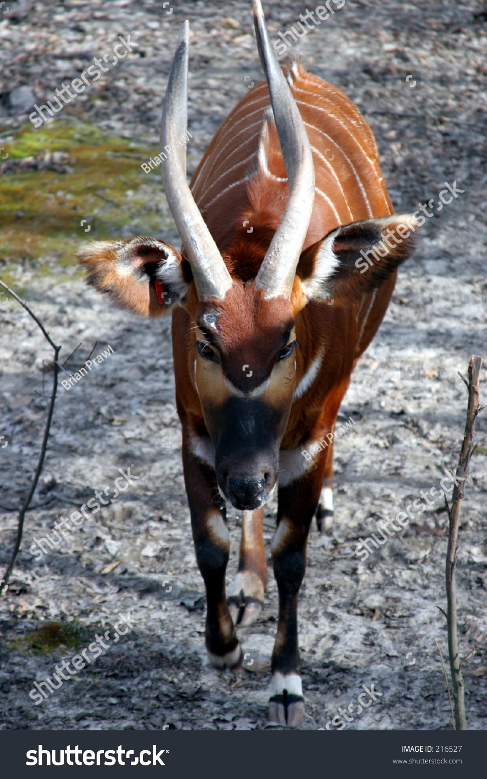 Striped Antelope Stock Photo 216527 : Shutterstock