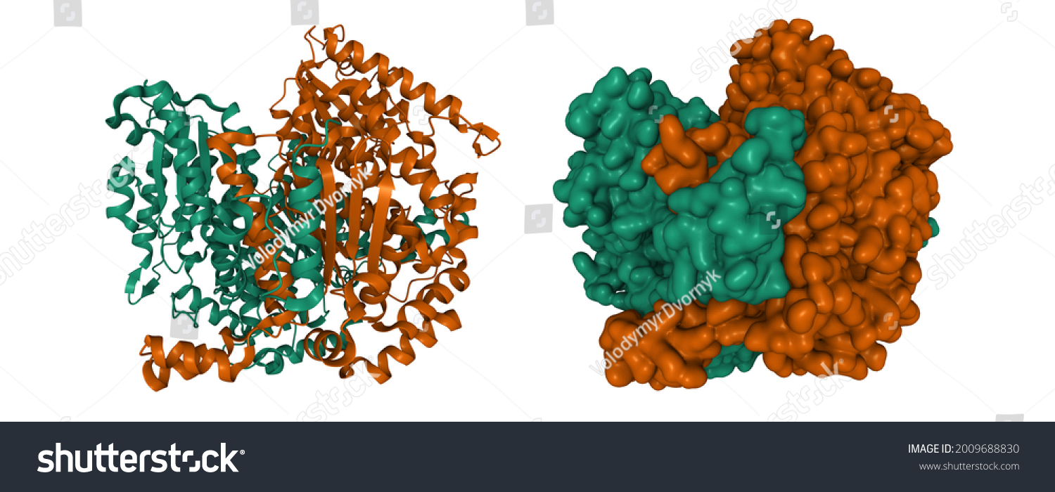 Structure Human Glucose Phosphate Isomerase D Cartoon Stock