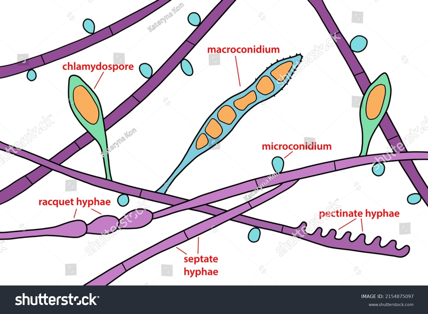 Structure Microscopic Fungi Microsporum Audouinii Illustration Stock