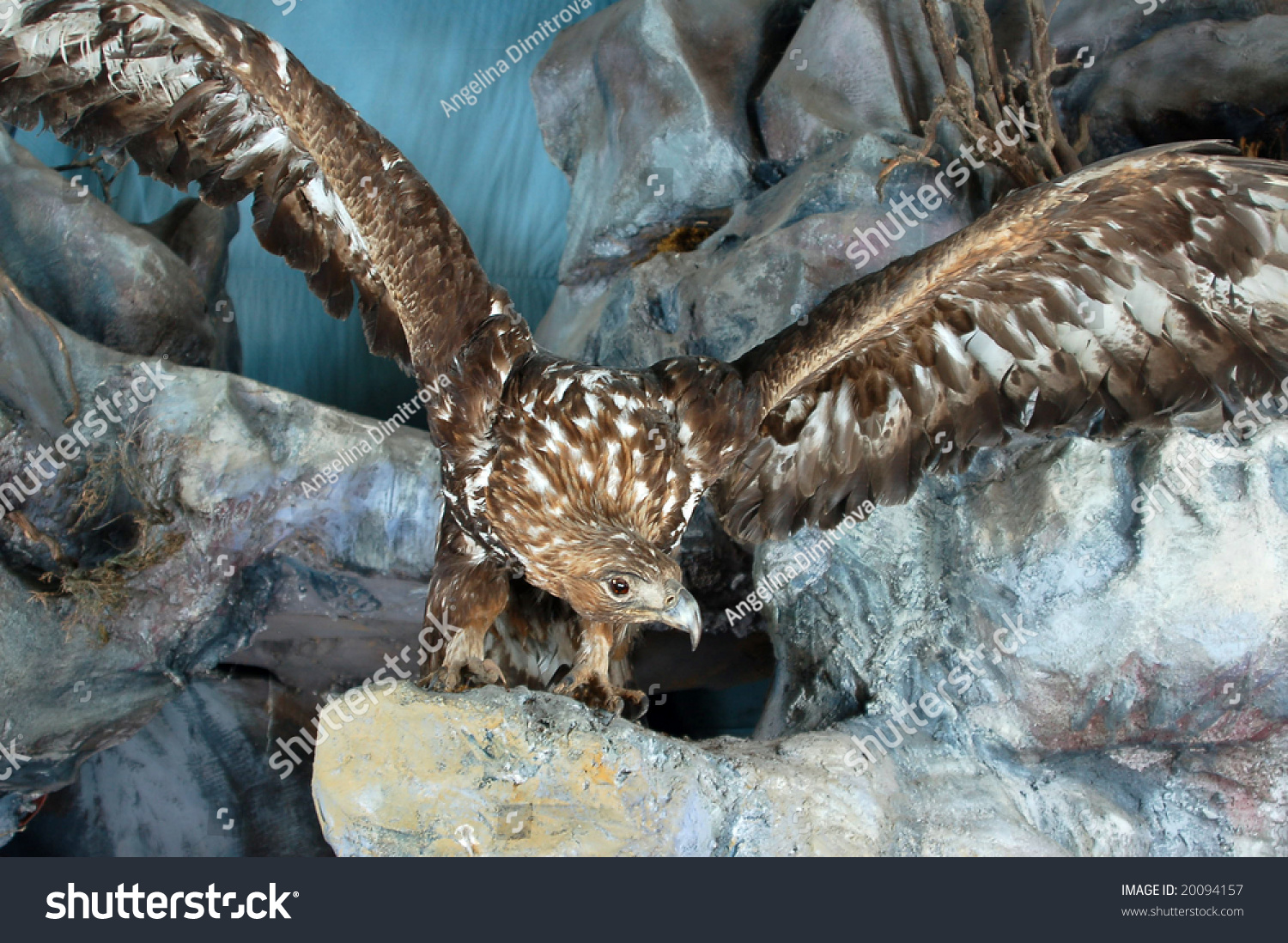 stuffed birds of prey