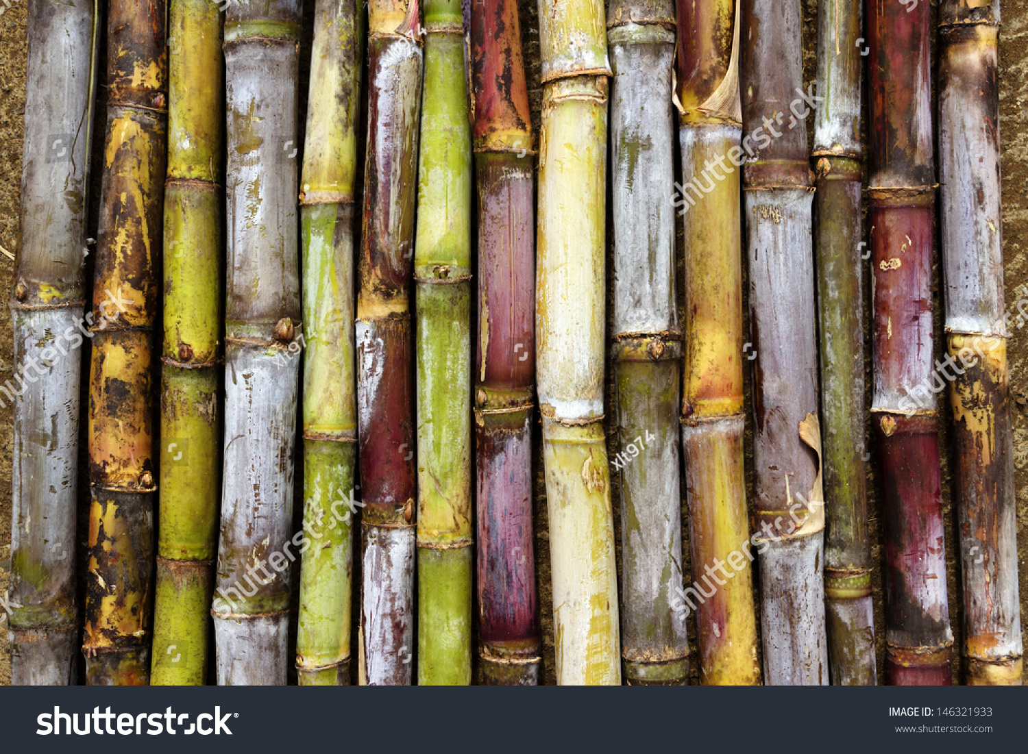 sugar-cane-varieties-stock-photo-146321933-shutterstock