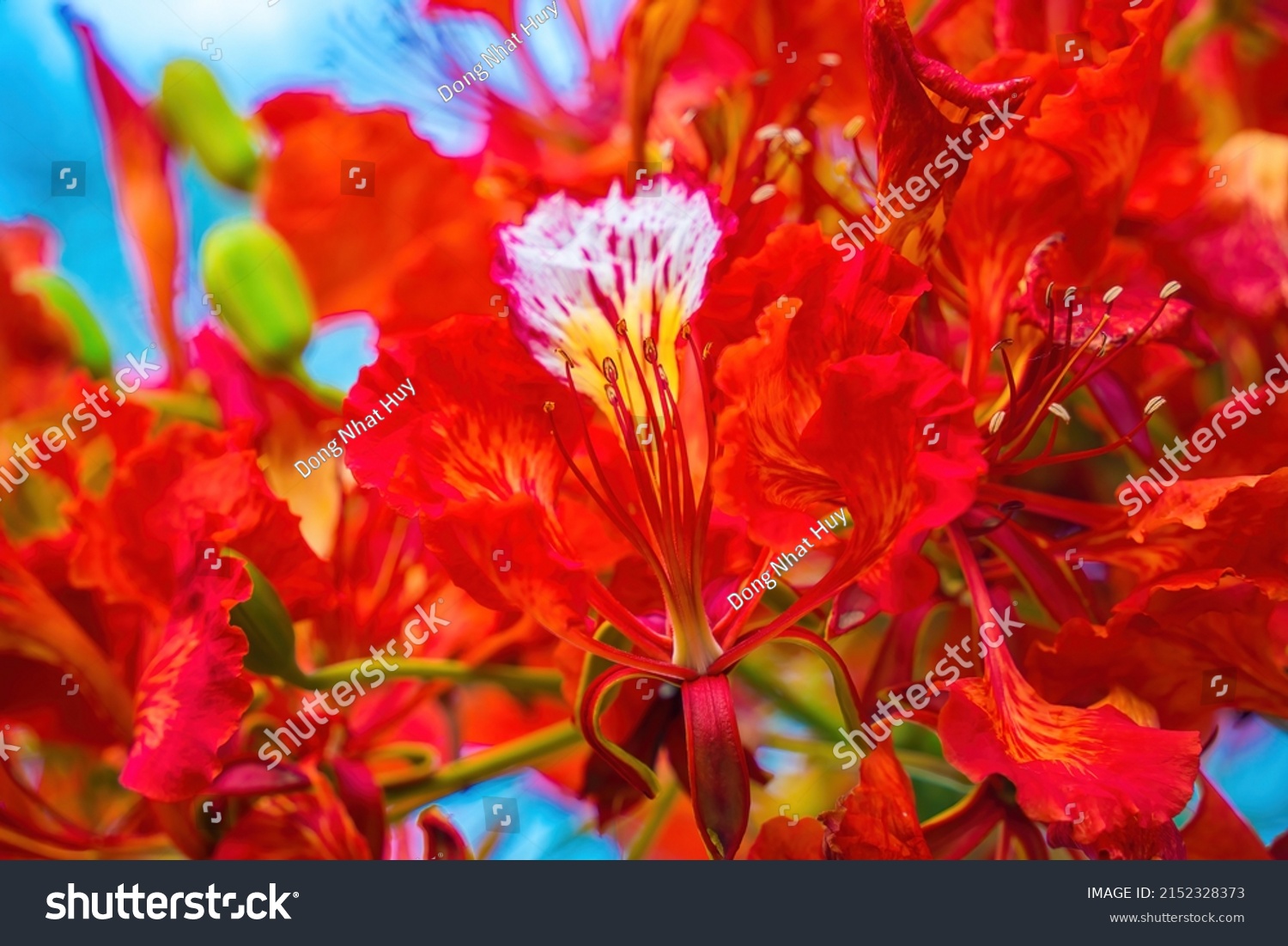 Summer Poinciana Phoenix Flowering Plant Species Stock Photo