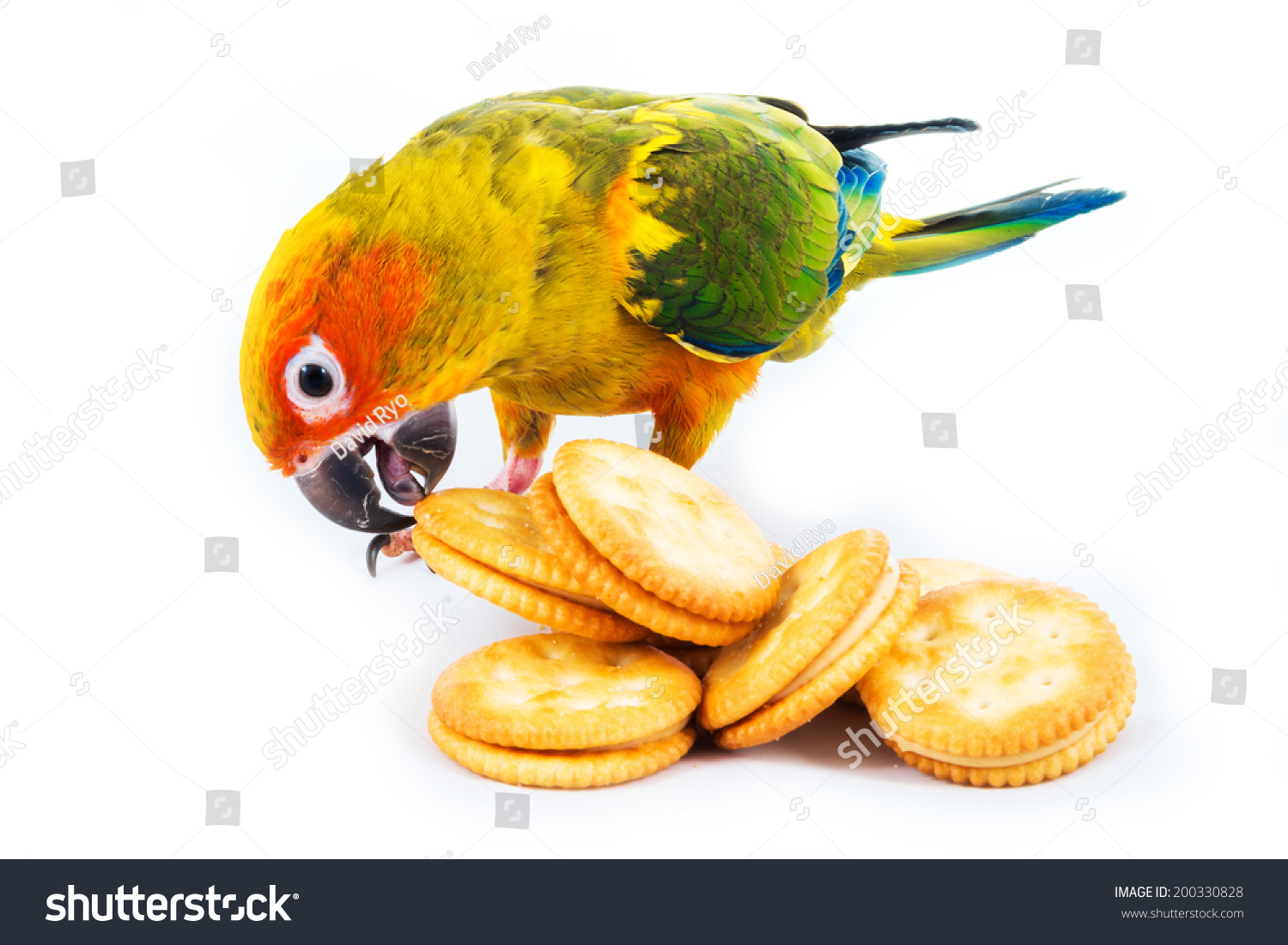 top 28 do birds eat crackers i love my india my top 28 do birds eat crackers i love my india my