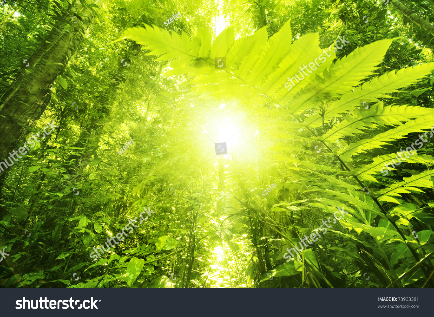 Sun Shining Into Tropical Forest Low Stock Photo (Edit Now) 106221077