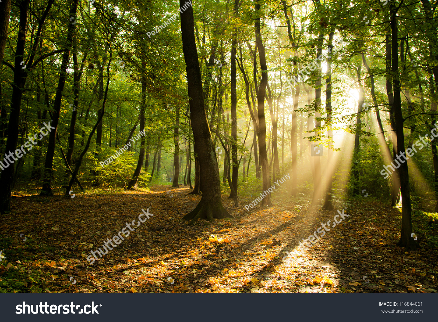 Sunbeams Pour Through Trees In Forest Sunbeams Pour Through Trees In Forest Stock Photo
