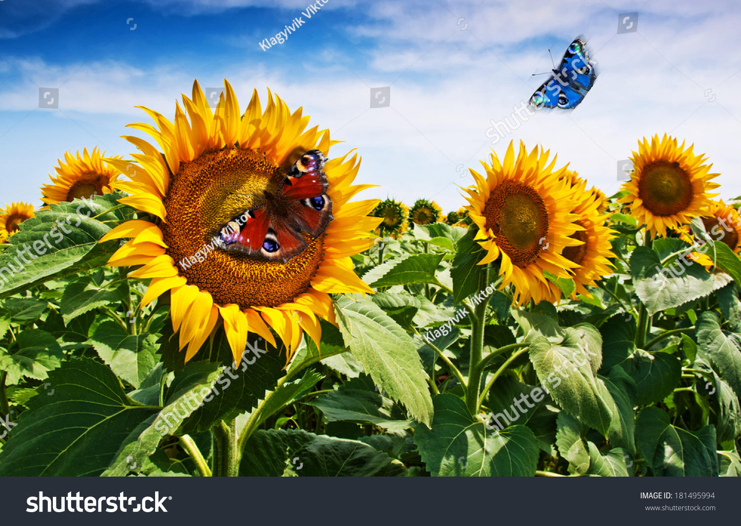 Sunflower Butterflies Background Stock Photo 181495994 - Shutterstock