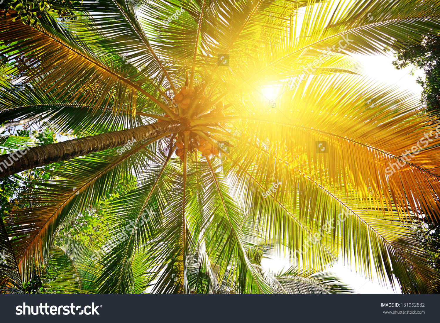Sunlight Through The Leaves Of Palm Trees Sunlight Through The Leaves Of Palm Trees Stock Photo