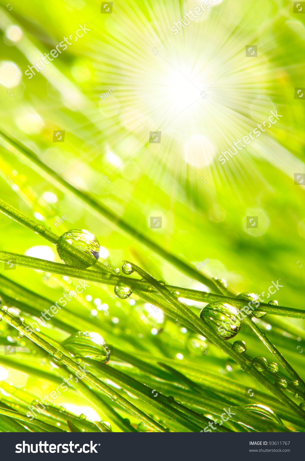 Sunrise And Fresh Dewy Grass. Sunny Day Concept. Natural Background