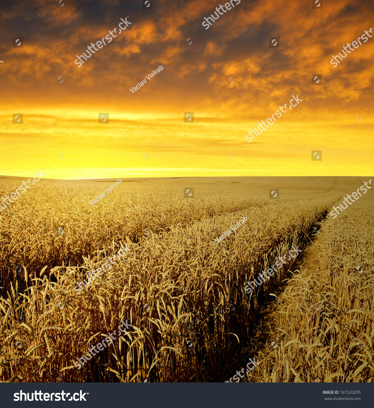 Sunset Over Wheat Fields Stock Photo Edit Now 167320295