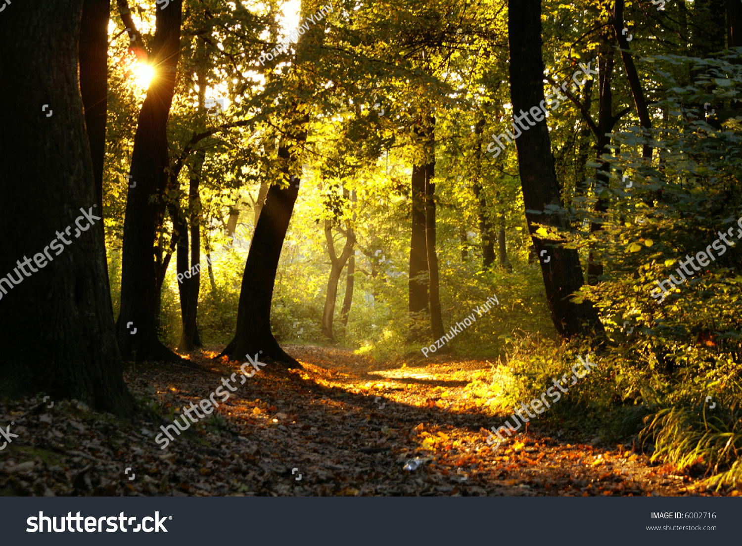 Sunset Through Branches Of Trees Stock Photo 6002716 : Shutterstock