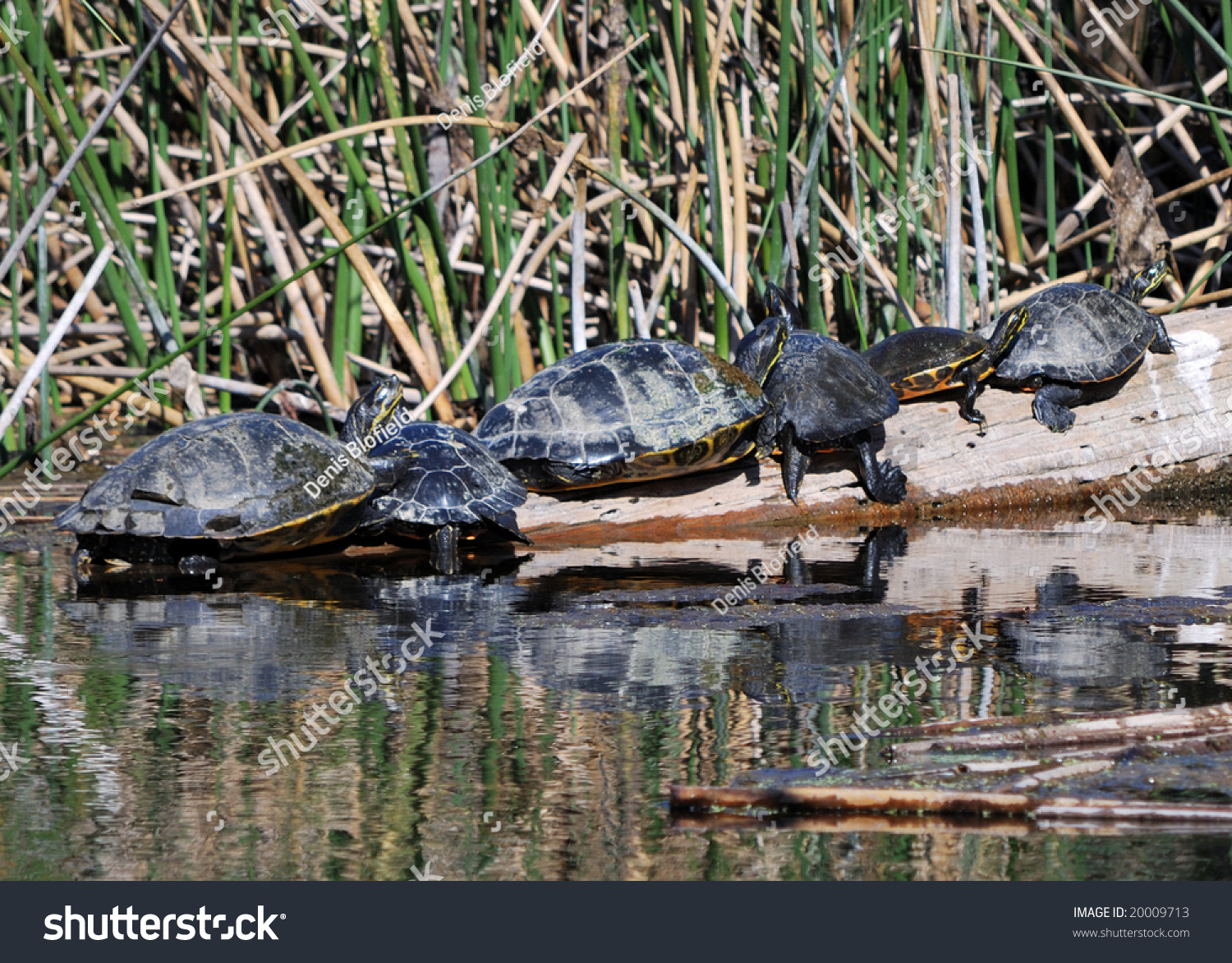 Suwanee River Cooter Turtles (pseudemys Concinna Suwanniensis) Crowded 