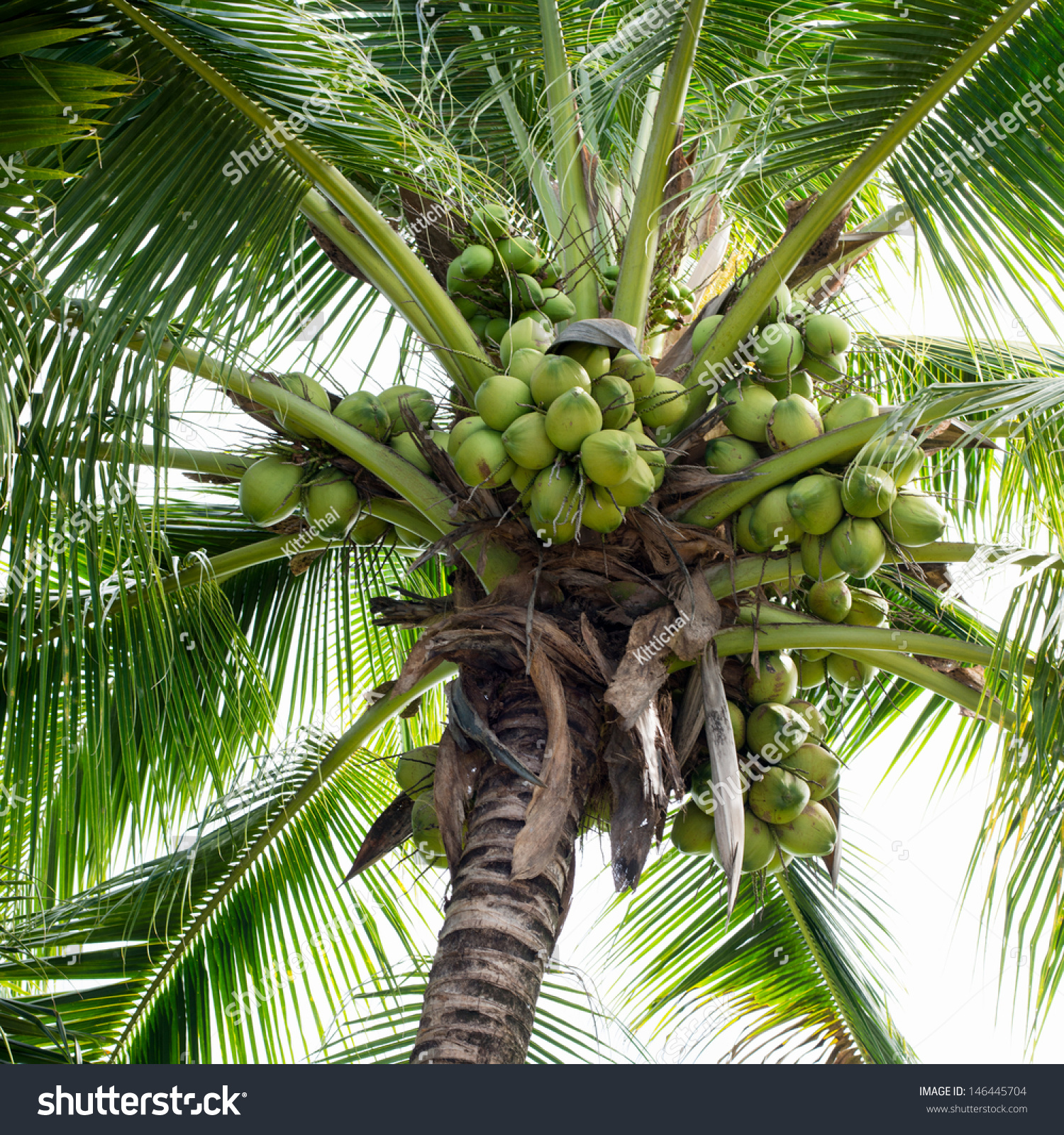Sweet Coconut Tree Stock Photo 146445704 : Shutterstock