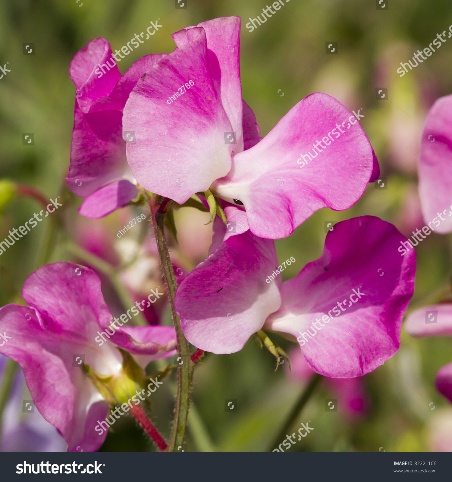 Sweet Pea Seeds Canada: Fragrant Climbing Beauties For Your Garden's Delight