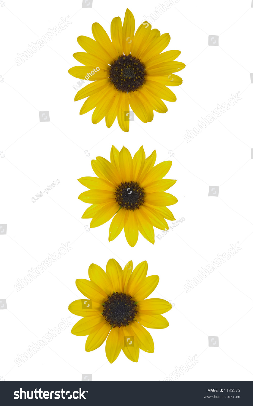 Symbol Created From Arranging Flowers On A Pure White Background. Stock