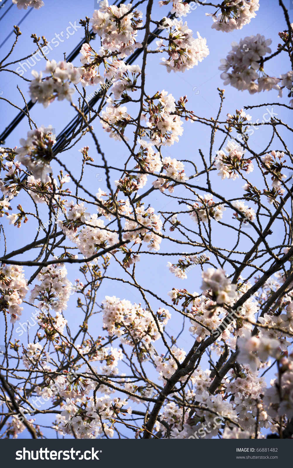 cherry tree symbolism symbol of japanese culture cherry tree blossoms stock photo 66881482 cherry tree symbolism symbol of japanese culture cherry tree blossoms stock photo 66881482