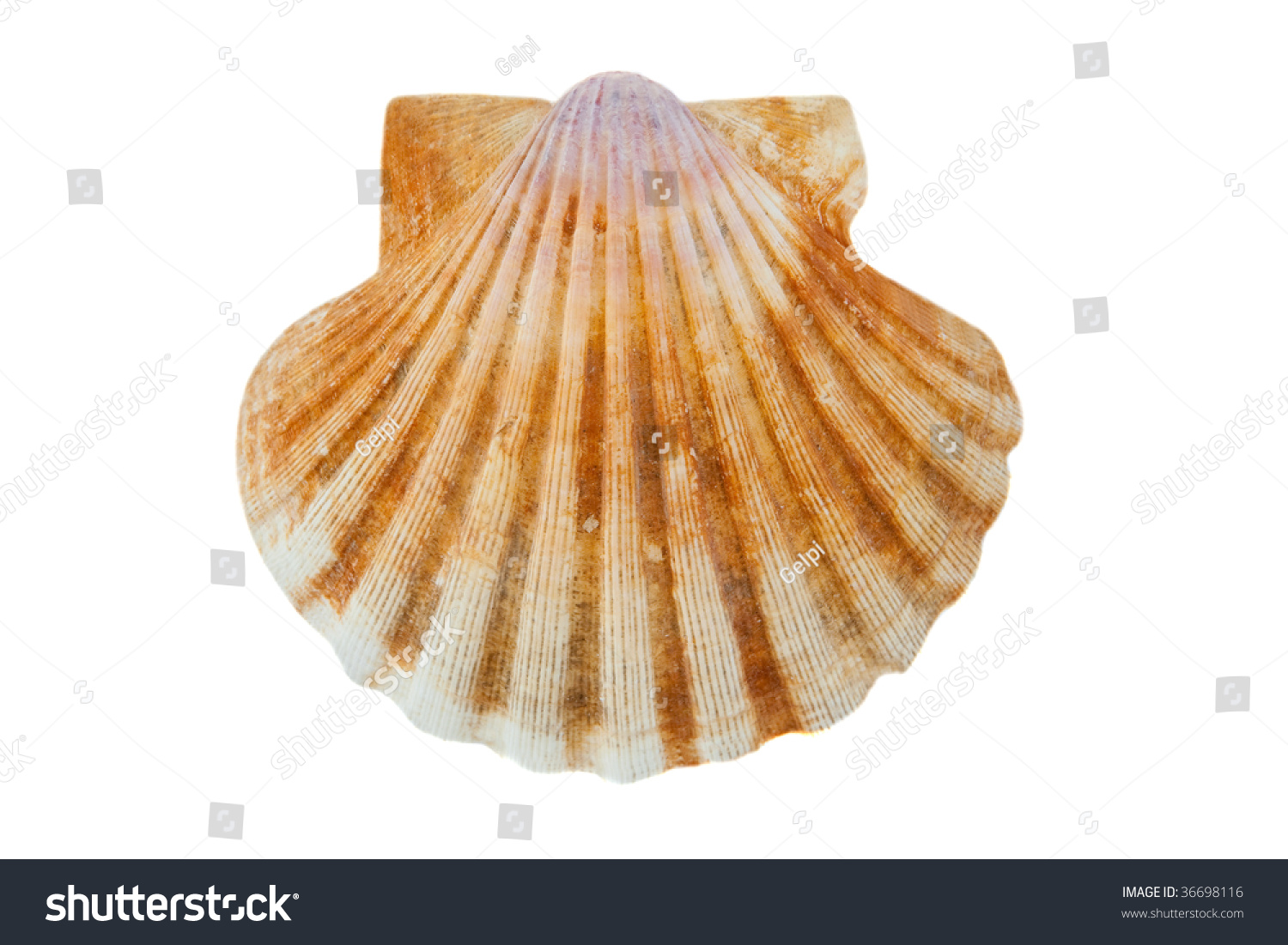 symbol-of-pilgrim-scallop-shell-isolated-over-white-stock-photo