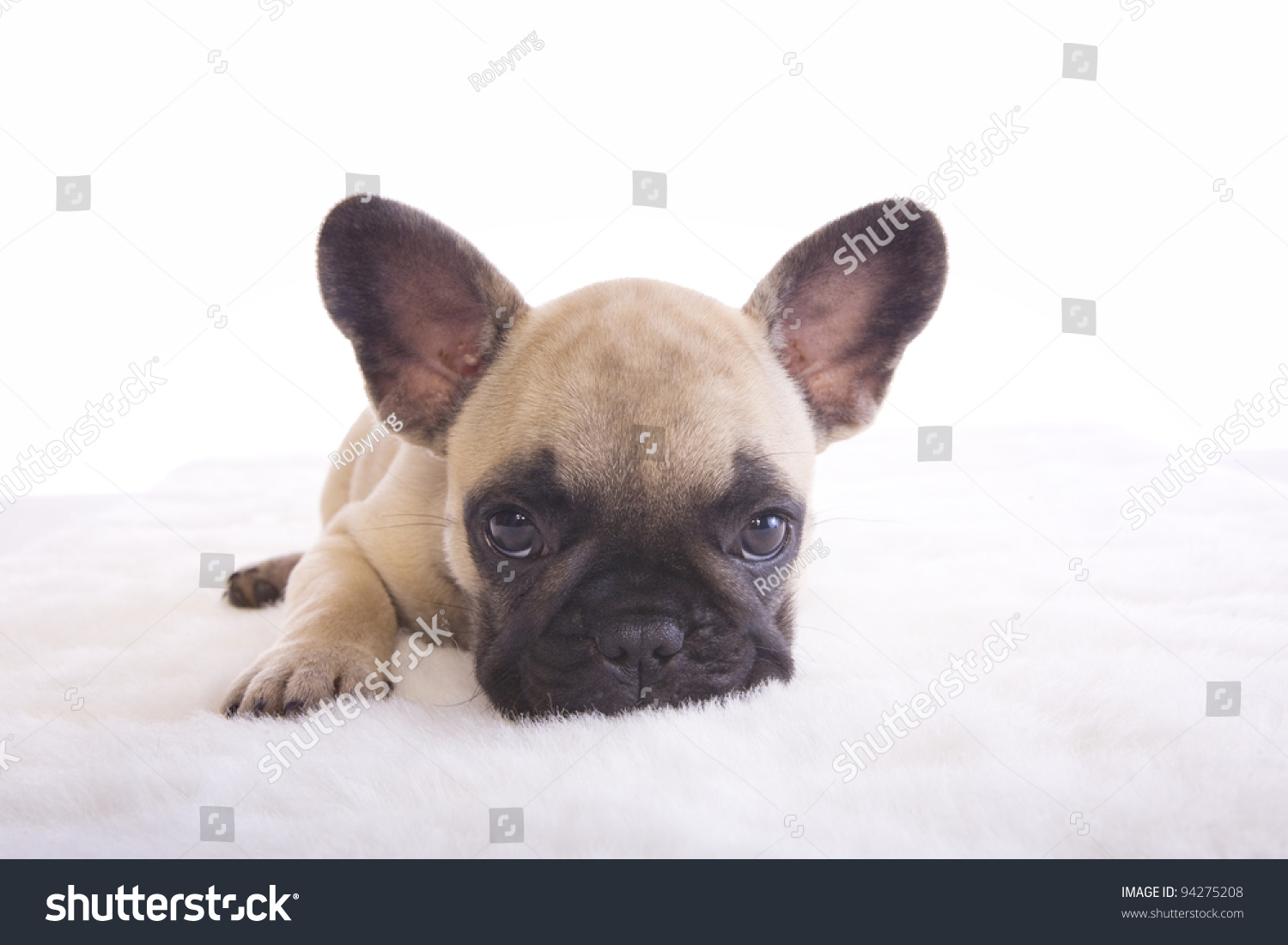 Tan French Bulldog Puppy Lying Down On White Background Stock Photo