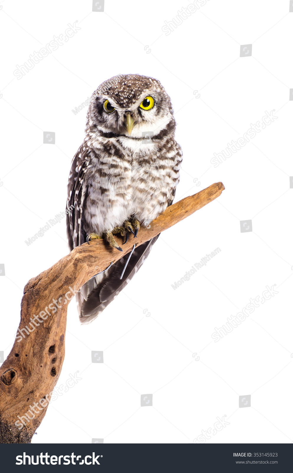 snowy owl taxidermy