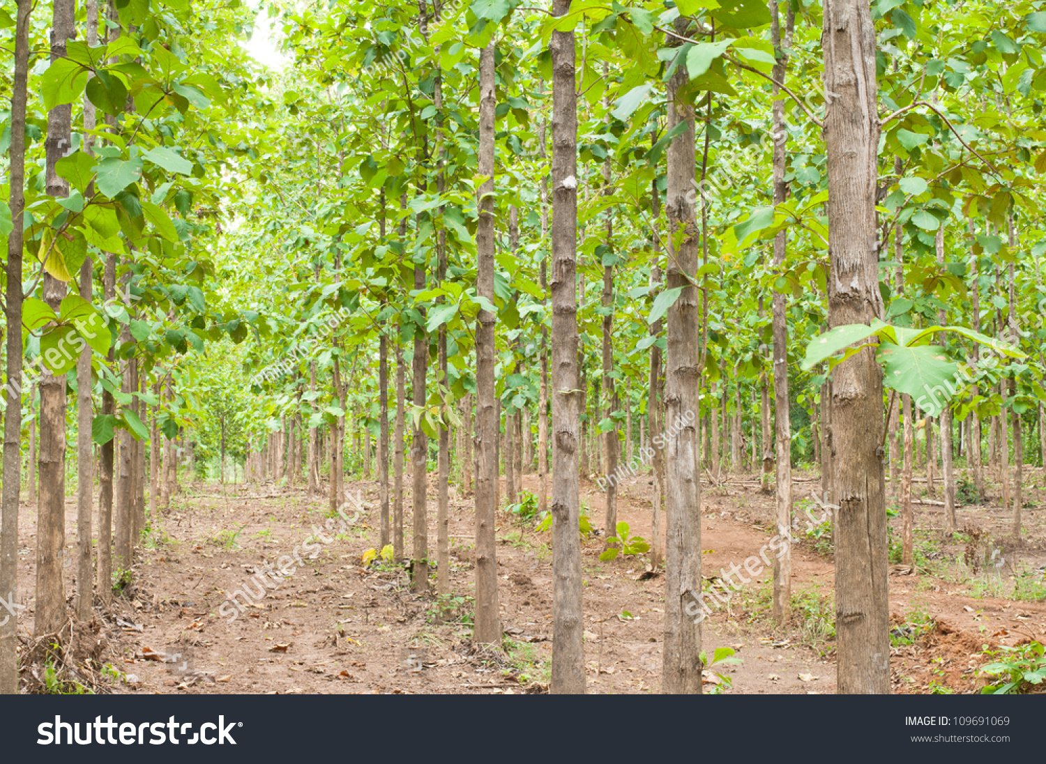 Teak Trees Agricultural Forest Thailand Stock Photo 109691069