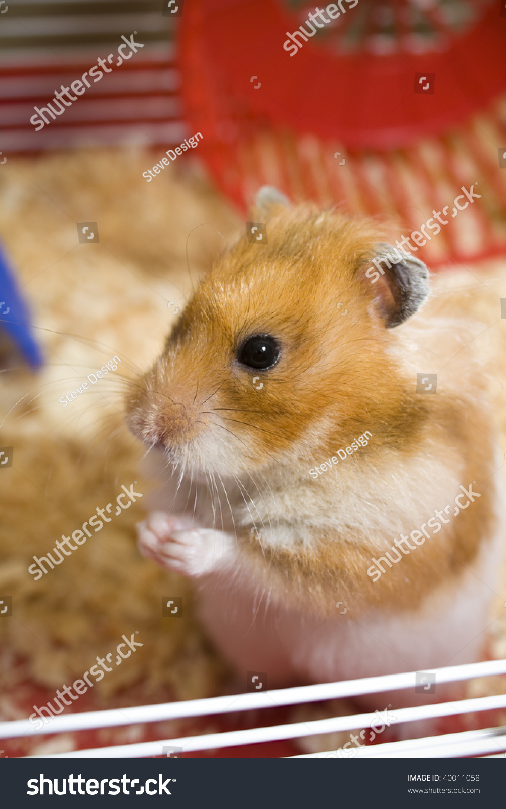 teddy-bear-hamster-being-cute-in-cage-with-wheel-in-background-stock