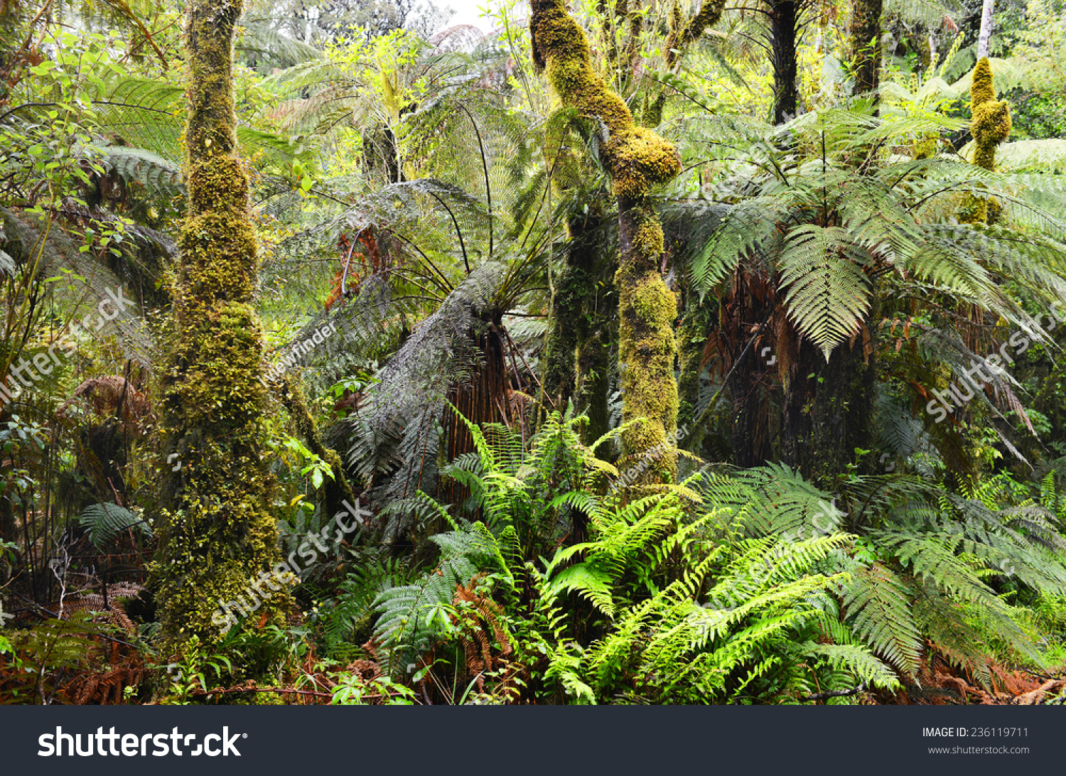 Temperate Rain Forest South Island New Zealandtrack Mount Aspiring