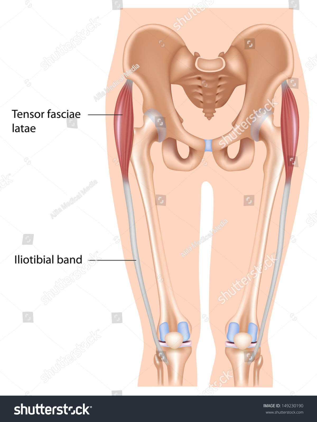 Tensor Fasciae Latae Muscle Stock Illustration 149230190 - Shutterstock