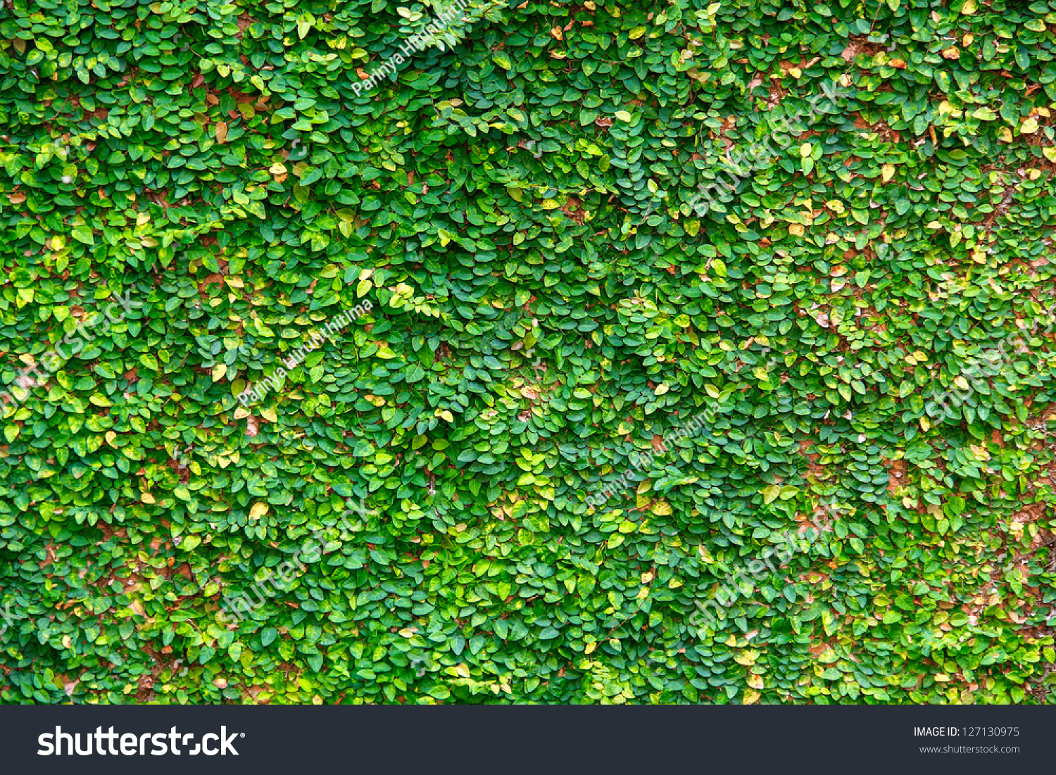 Texture Crawling Plants On The Wall Stock Photo 127130975