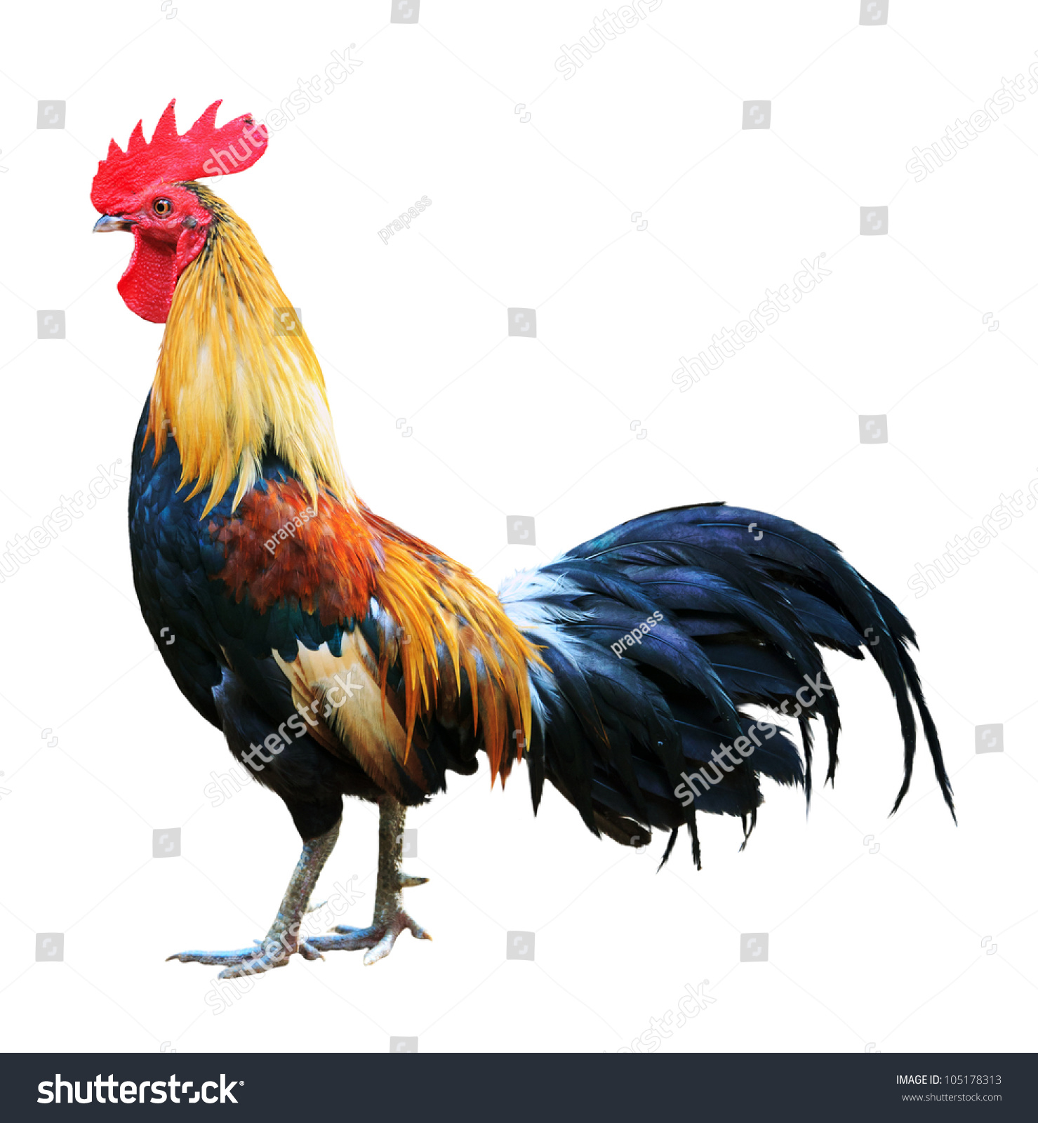 stock-photo-thai-red-rooster-on-white-ba