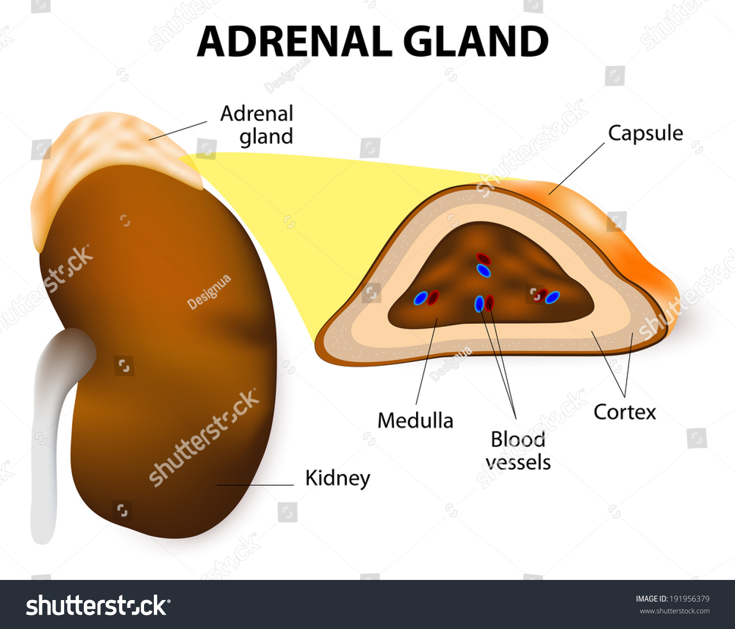 Adrenal Glands Consisting Two Structurally Different Stock Illustration 191956379 Shutterstock 6362