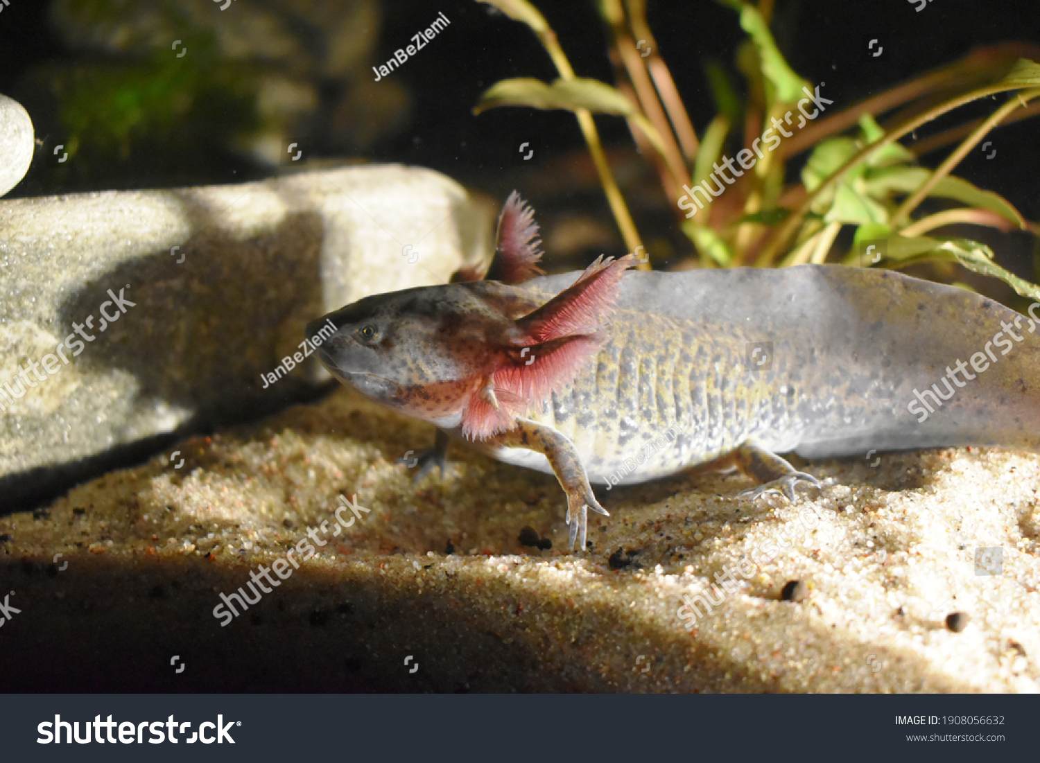 Axolotl Ambystoma Mexicanum Known Mexican Walking Stock Photo Edit Now