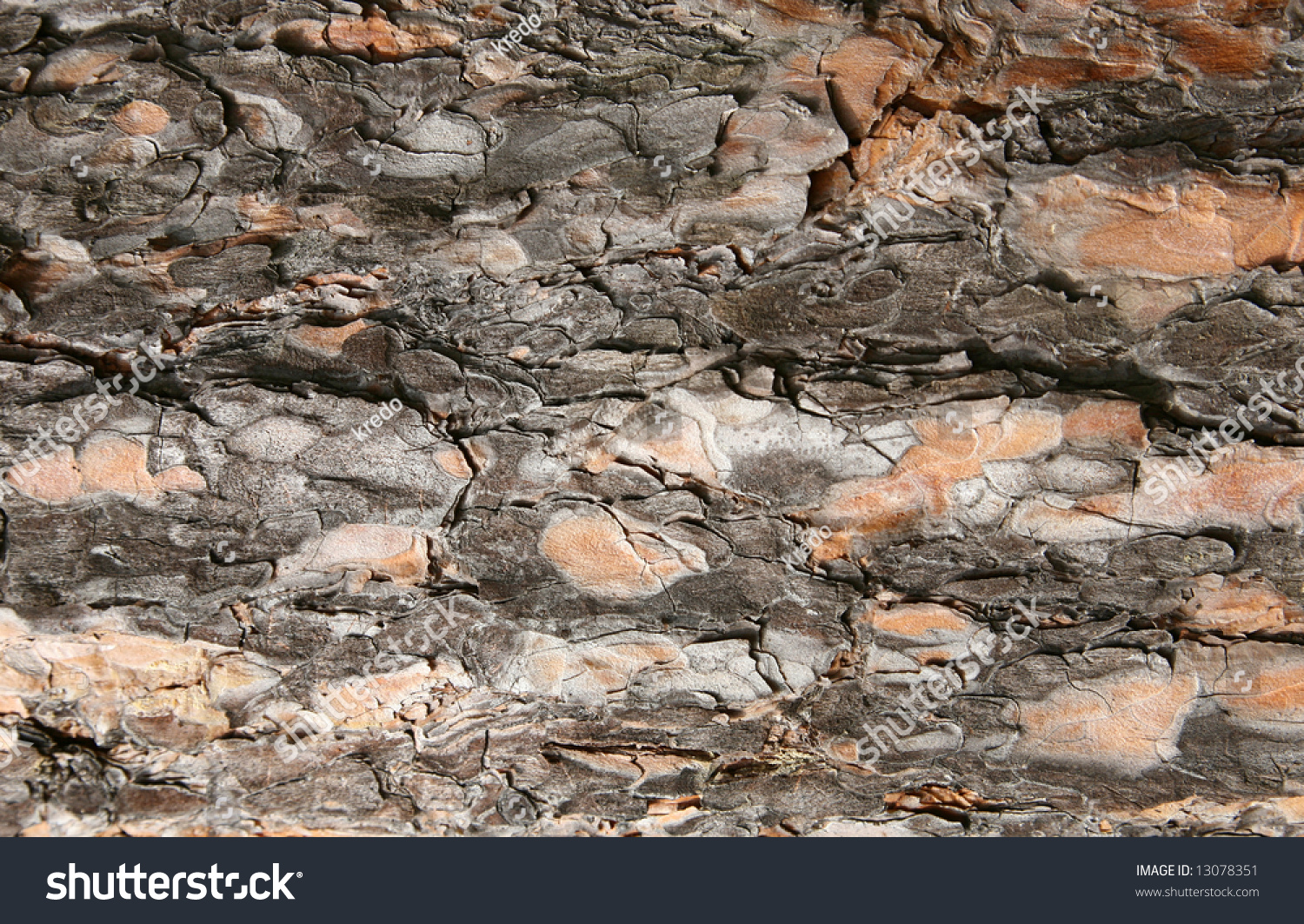 The Bark Of A Pine Forms An Original Structure The Bark Of A Pine Forms An Original Textured Stock Photo