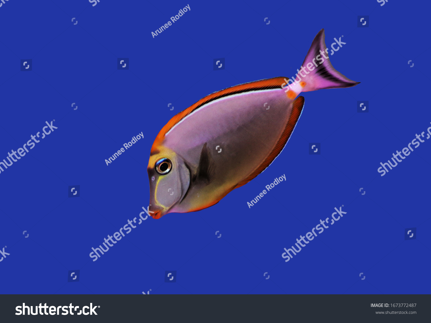 Beautiful Blonde Naso Tang Orangespine Unicornfish Stock Photo