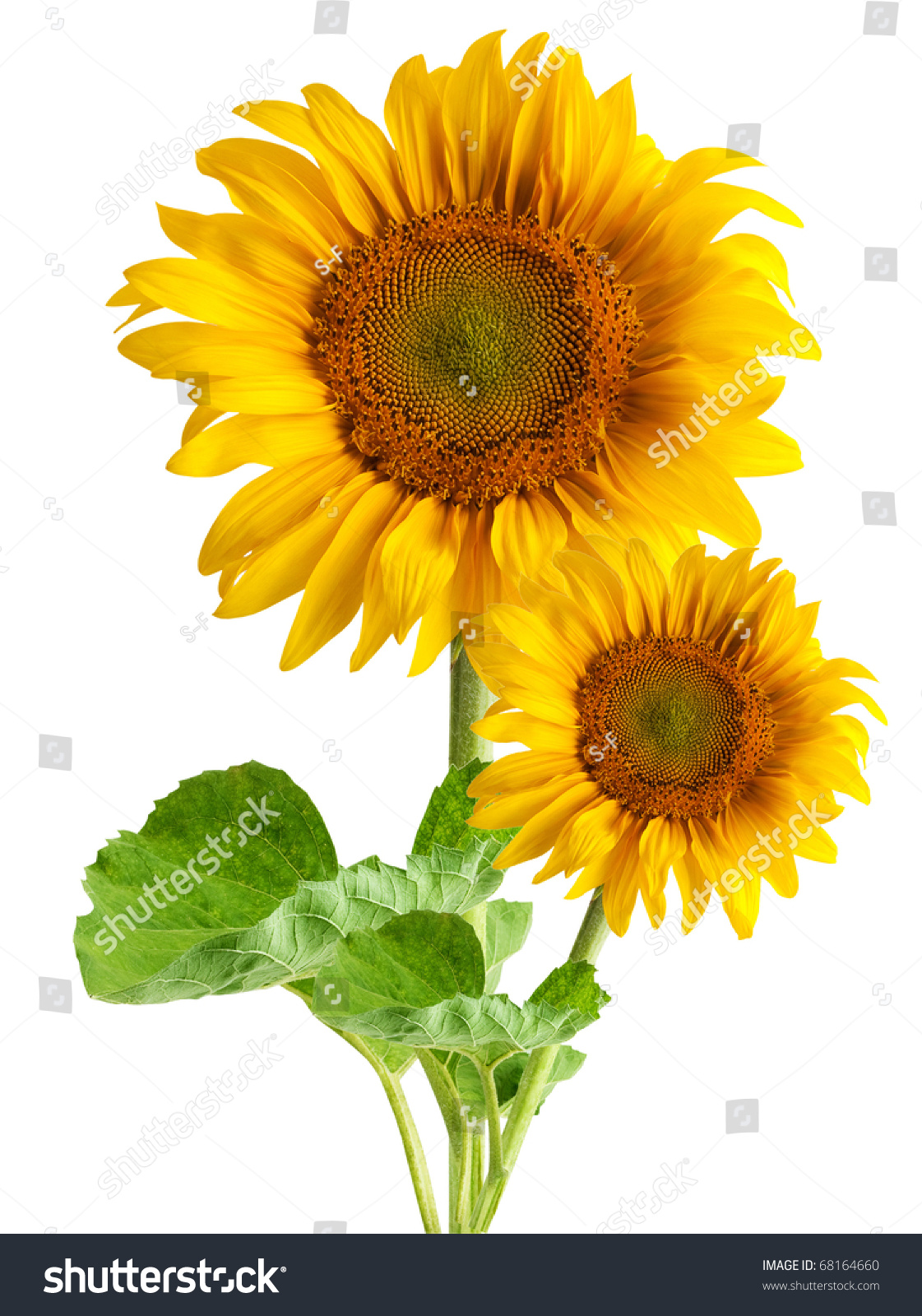 The Beautiful Sunflower Isolated On A White Background Stock Photo