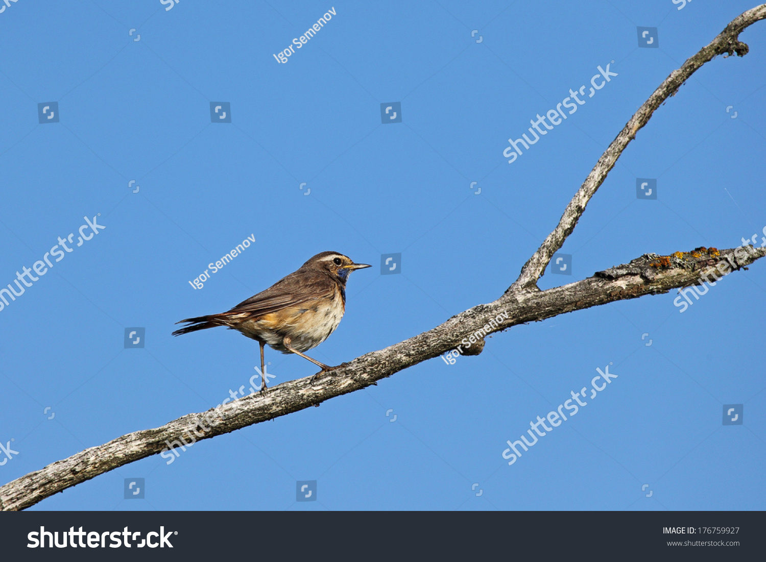 A better member of a large or small