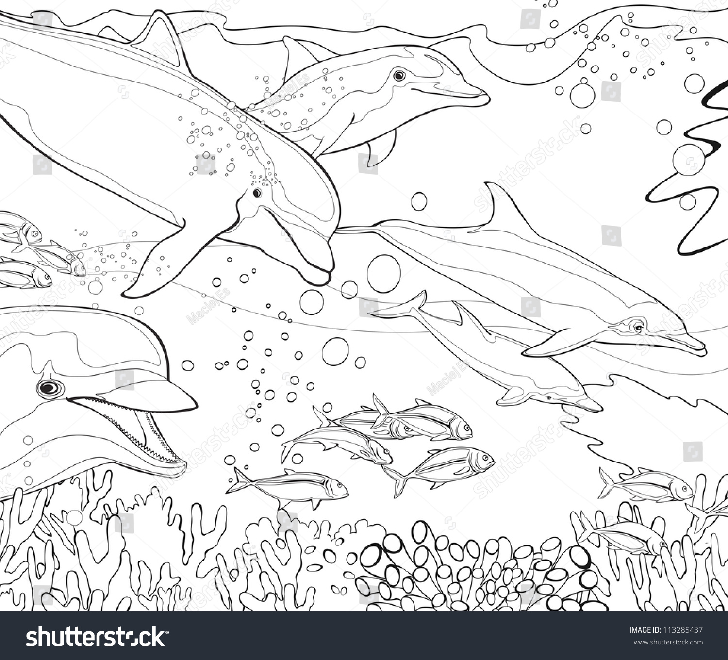 The Coloring Book   Dolphins   Coral Reef   Illustration For The