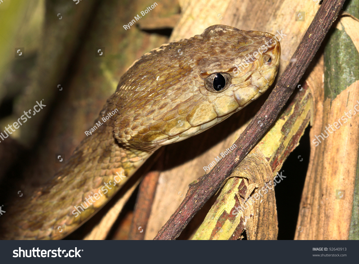 The Deadly Common Lancehead, Aka Fer-De-Lance, Barba Amarilla (Bothrops ...