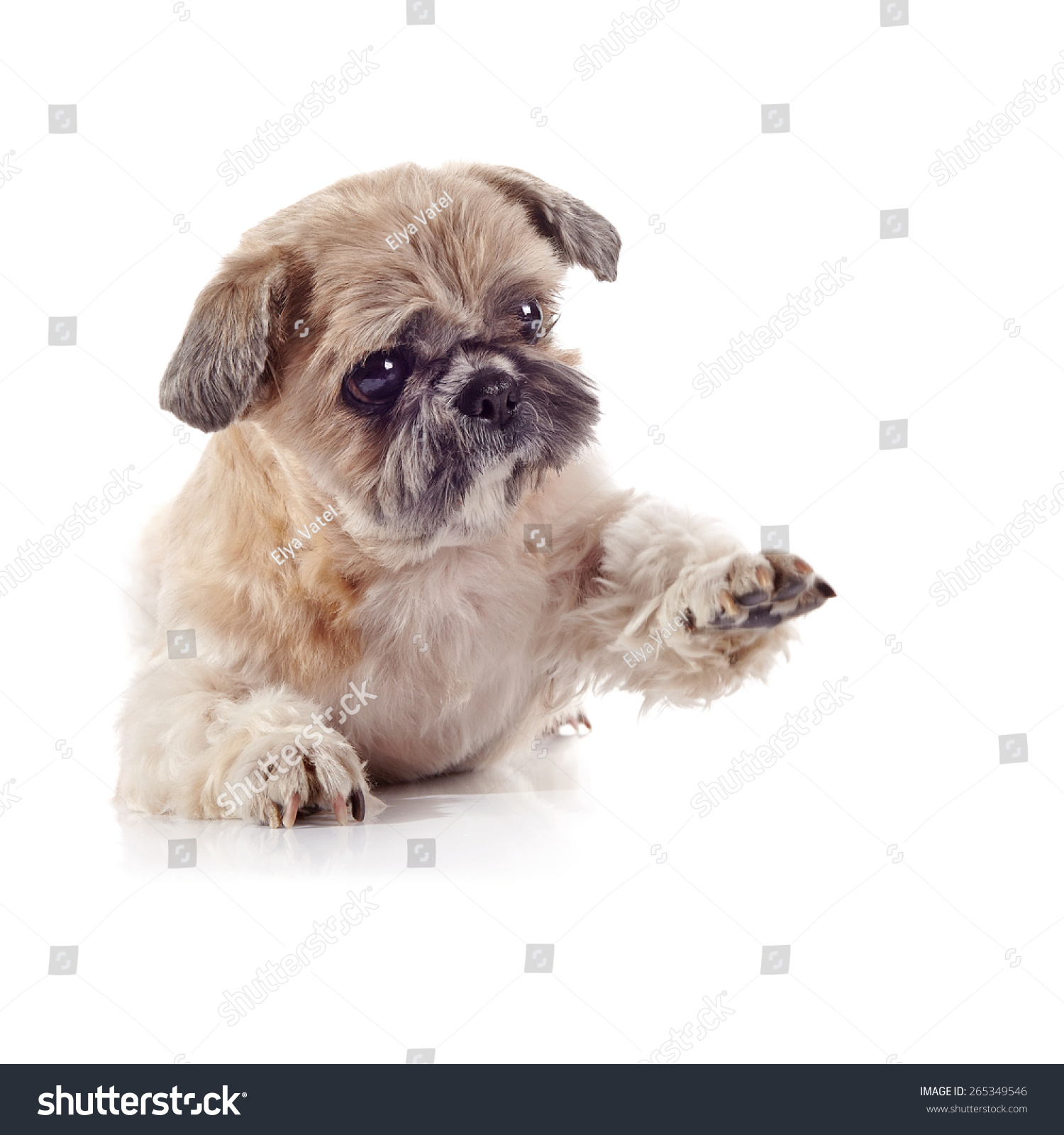 beige shih tzu the decorative amusing small beige doggie of breed of a shih tzu stock photo 265349546 beige shih tzu the decorative amusing small beige doggie of breed of a shih tzu stock photo 265349546