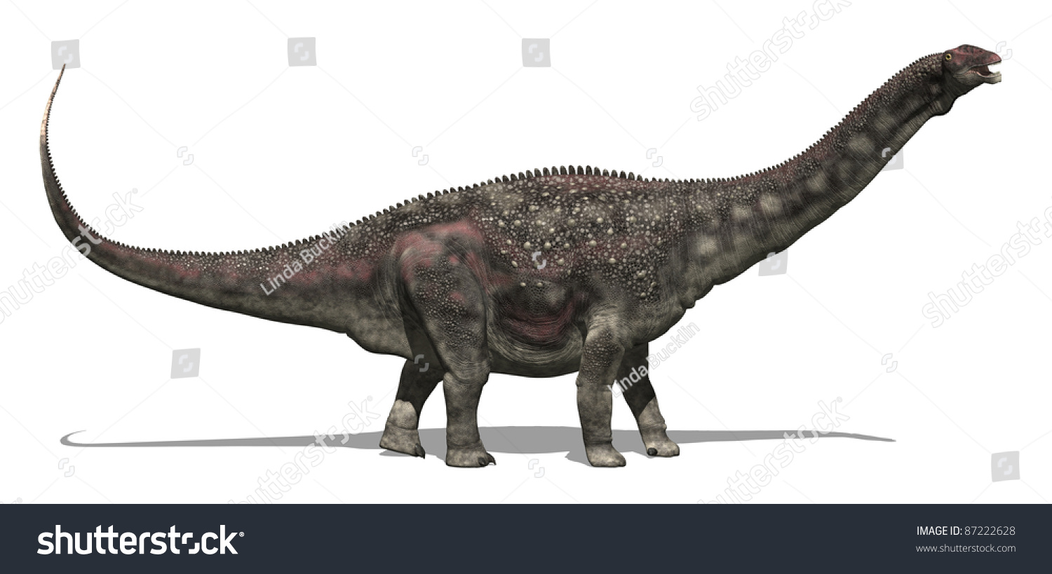 diamantinasaurus