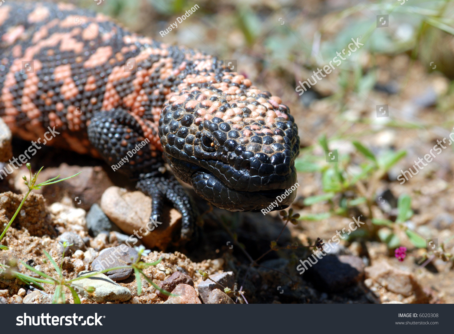 The Endangered Gila Monster Is The Only Venomous Lizard Found In The 