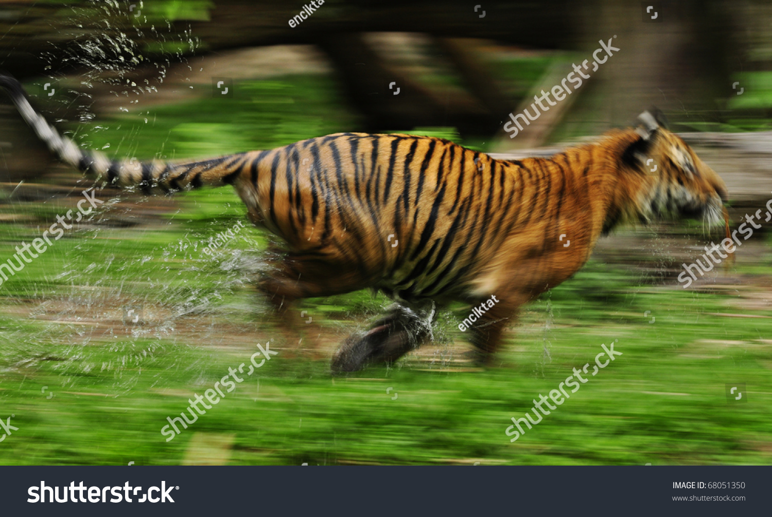 The Fast Motion Of The Running Bengal Tiger In Forest Stock Photo