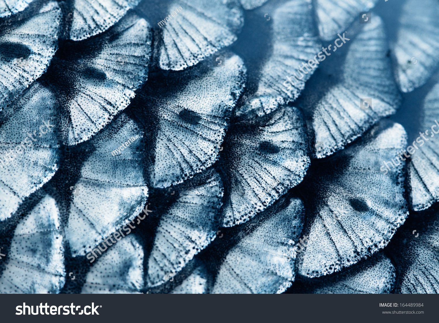 Fish Scale Close Up Stock Photo 164489984 - Shutterstock