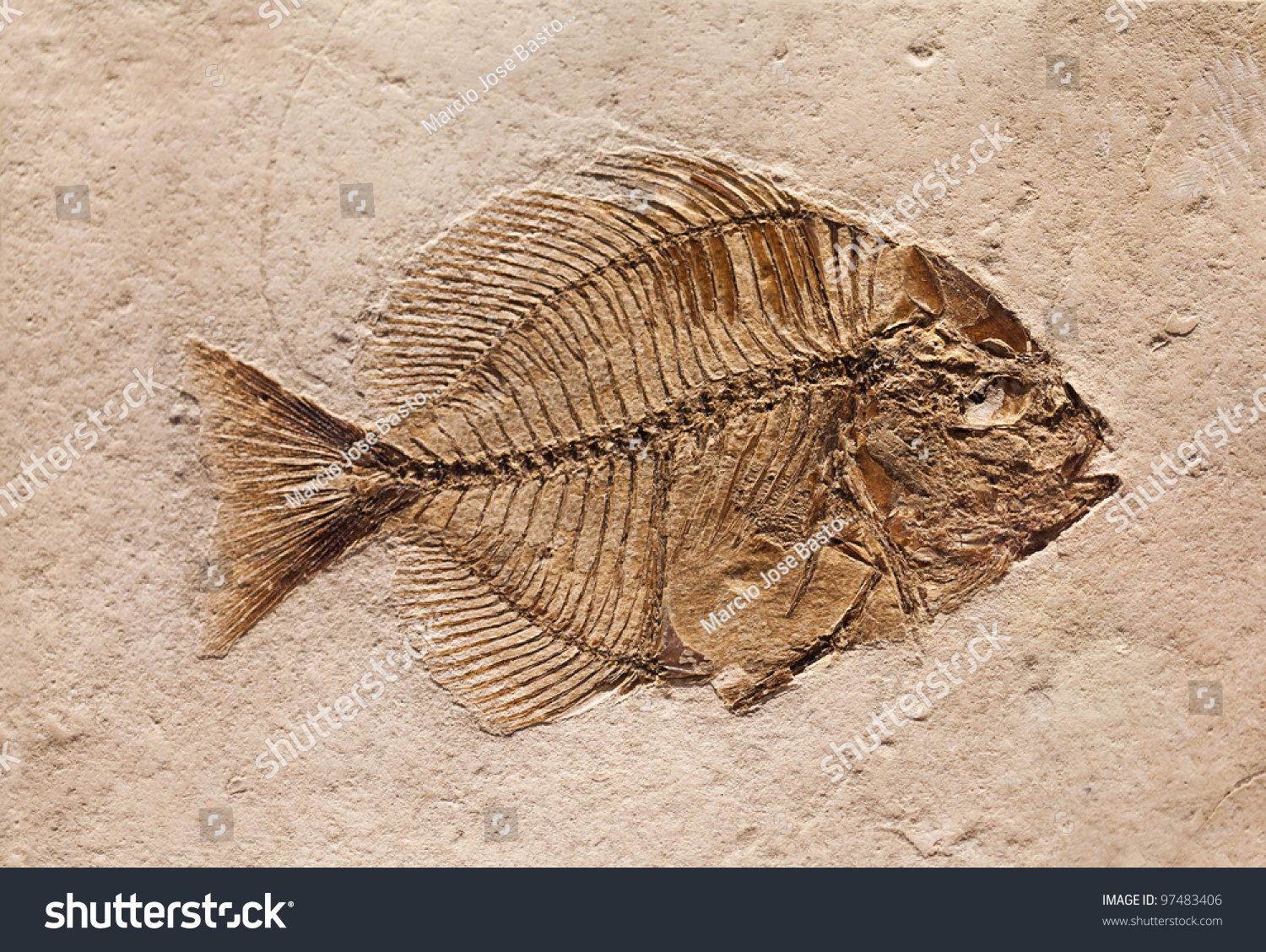 The Fossil Of A Prehistoric Fish. Stock Photo 97483406 Shutterstock