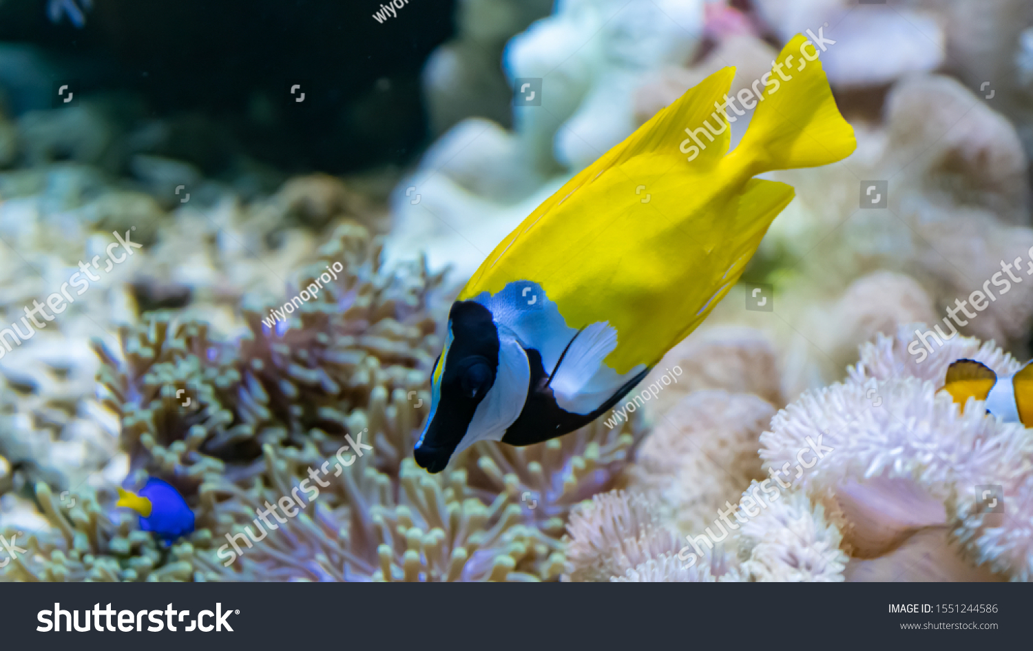 Foxface Rabbitfish Siganus Vulpinus Species Fish Stock Photo Edit Now