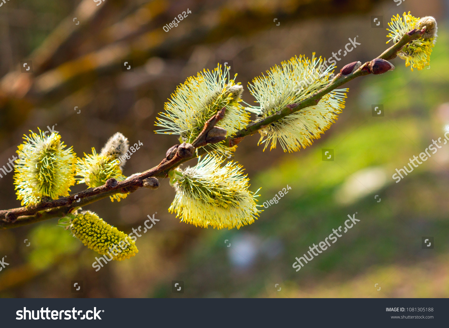 Furry Buds Pussy Willow This Eared Stock Photo Edit Now